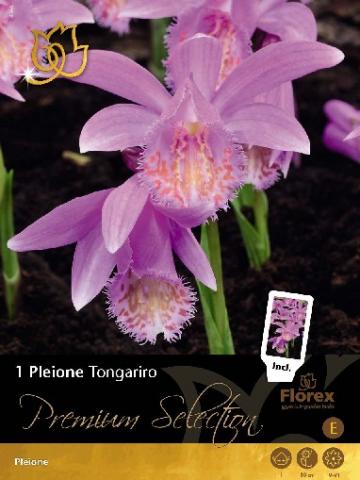 Луковици Premium Плейоне Tongariro - Външни растения