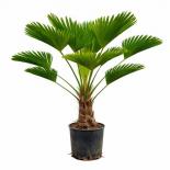 Палма Trachycarpus Wagnerianus ф27 см H110 см