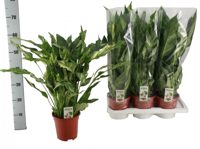 Спатифилум Diamond Ф17см, H60см - Цъфтящи