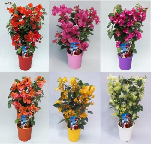 Бугенвилеа Ф17см, H60см - Пролетни балконски цветя