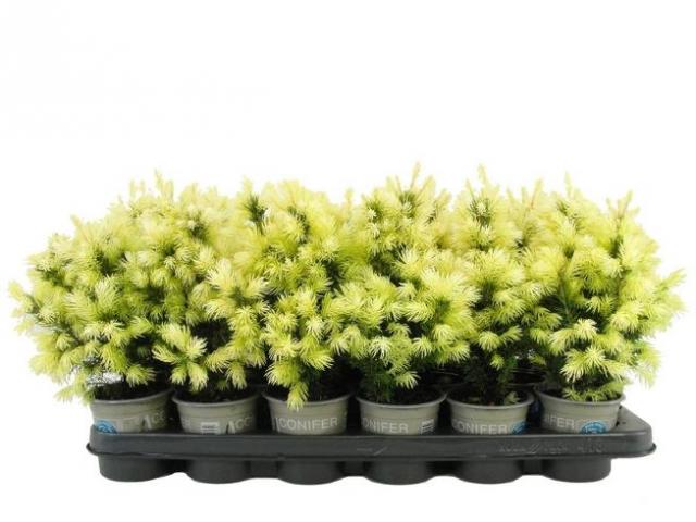 Смърч Glauca Daisy White ф9 см H20 см - Иглолистни храсти и дървета