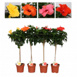 Хибискус Fiori Grande mix Ф17см, H90см