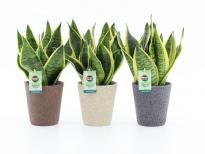 Сенсевиера trif. Superba in Nature Ф13см, H35см