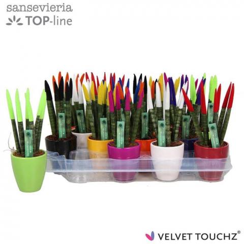 Сансевиера VELVET TOUCH ф6см, H18см - Зеленолистни