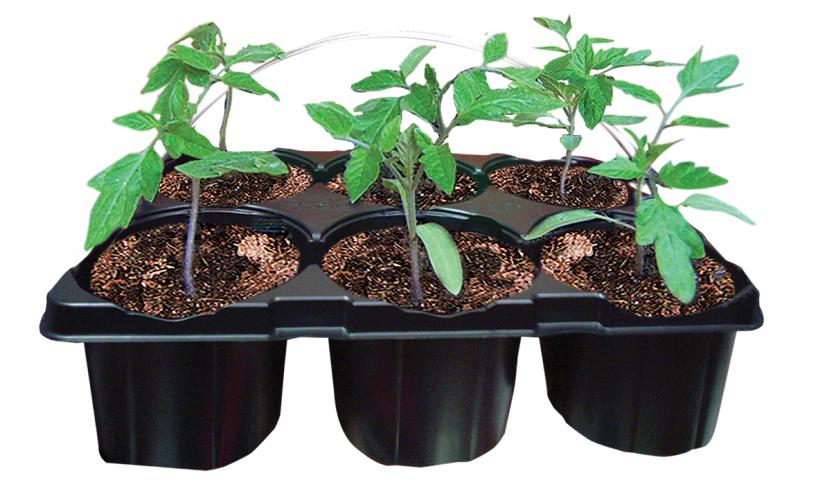 Разсад домат 6бр. Български селектирани сортове - Външни растения
