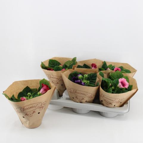 Синингия ф12 см Н25 см - Цъфтящи