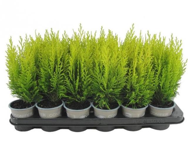 Лъжекипарис Erecta Aurea ф9 см H15 см - Иглолистни храсти и дървета