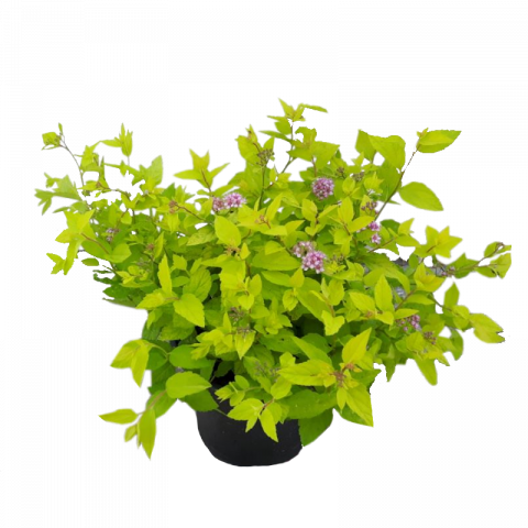 Спирея японика Со 1,5 л - Листопадни храсти и дървета