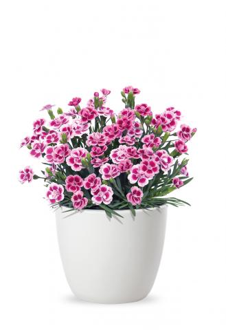 Карамфил Pink Kisses ф10.5 см, снимка 2 - Пролетни балконски цветя