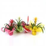 Бромелия ф12 см