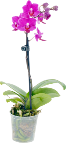 Орхидея фаленопсис мини Ф6.5 - Орхидеи