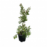 Калистемон Leavis червено и бяло 3 л