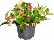 Голтерия Ф9 см