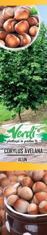 Плодни храсти, микс  Verdi, снимка 3 - Овошки и плодни храсти