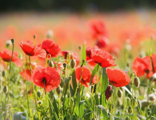 Картина Poppy Field 60x80 см - Картини и рамки