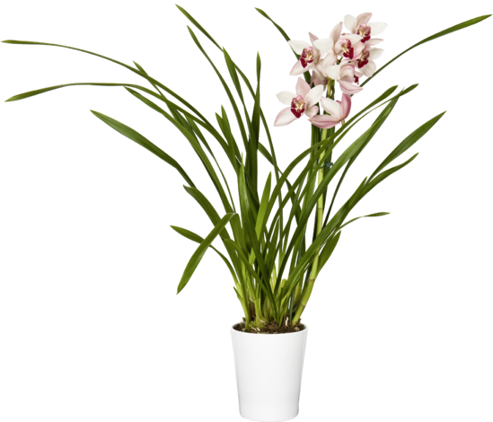 Цимбидиум, снимка 2 - Орхидеи