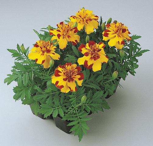 tagetes - Пролетни балконски цветя