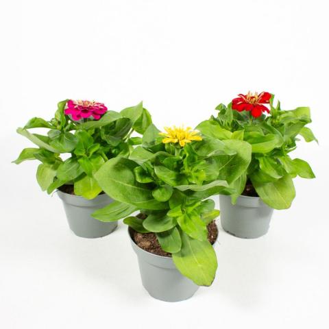 Циния 10,5 см - Пролетни балконски цветя