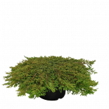 Юниперус Green Carpet 12л H60-70 см