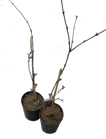 Ацер пелматум 'Atropurpureum'  С3л - Листопадни храсти и дървета