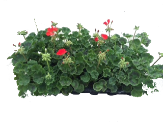 Мушкато Зонале ф10.5см - Пролетни балконски цветя