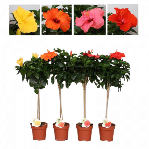 Хибискус Fiori Grande mix Ф17см, H90см - Листопадни храсти и дървета