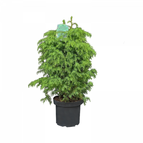 Криптомерия Ф26см - Иглолистни храсти и дървета