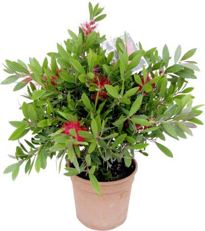 Калистемон храст Ф:17 см - Средиземноморски растения