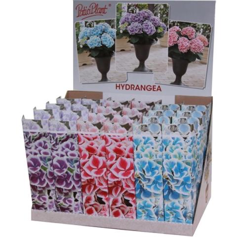 Хортензия Bicolor корен в кутия ф10.5 см - Листопадни храсти и дървета