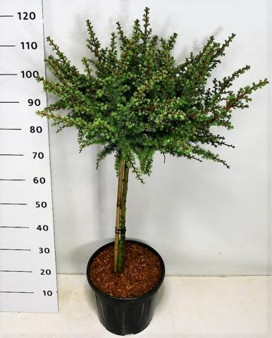 Ларикс Kaempferi Grey Pearl 13 л, снимка 2 - Листопадни храсти и дървета
