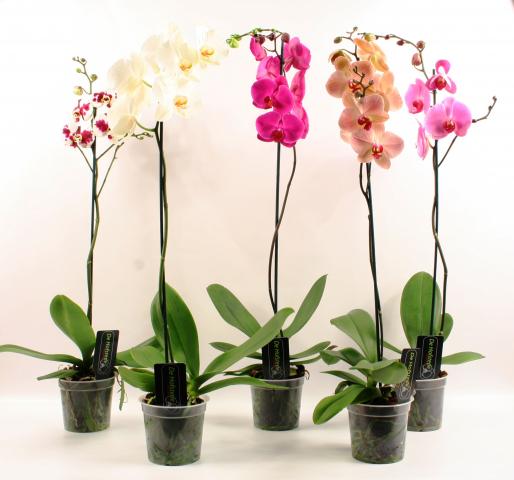 Фаленопсис Grandiflora 1стeбло Ф15, 80-100, микс цветове 6-8/9+ - Орхидеи