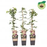 Шоколадова лоза Quinata ф15 см