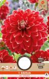 Луковици PURE Далия High flowering Mr Optimist, 1бр