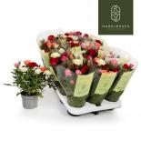 Роза Kordana Quattrose Ф10.5см, H27см