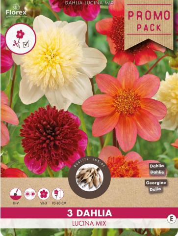 Луковици Promo Далия Lucina mixed 3бр. - Далии