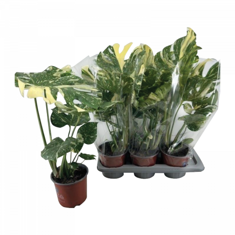 Монстера deliciosa Ф17см, H55см - Зеленолистни