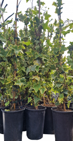 Бръшлян / Хедера Co 1,5 l - Листопадни храсти и дървета