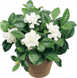 Гардения jasminoides