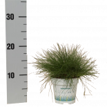 Фестука AmiGreen ф10.5, 20см