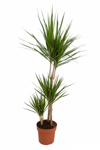 Драцена Маргината ф21см, Н110 см, 3 стебла - Големи растения