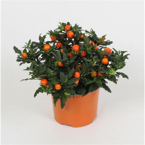Соланум pseudocapsicum - Цъфтящи