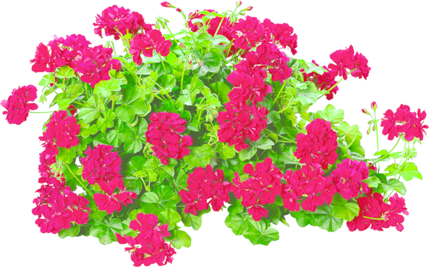 Сакъзче/Мушкато 6бр/конт. - Пролетни балконски цветя