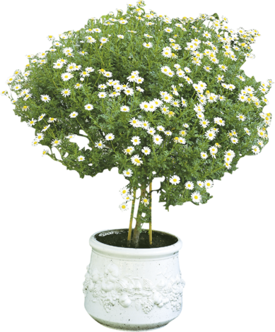 Хризантема дръвче  Ф:14см - Средиземноморски растения