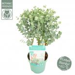 Евкалипт Gunni Azura ф15 см H45 см