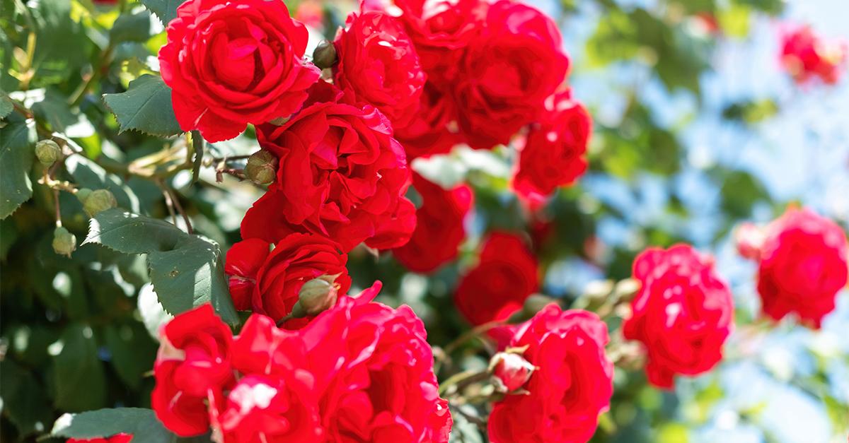 Как и кога се засаждат рози – идеи за красива градина
