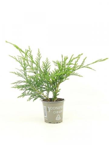 Туя Пликата ф9 см Н15 см - Иглолистни храсти и дървета