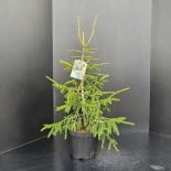 Пицеа Оrientalis Aureospicata Ф26см, H80см
