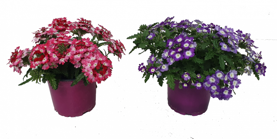 Вербена каскадна ф12см - Пролетни балконски цветя