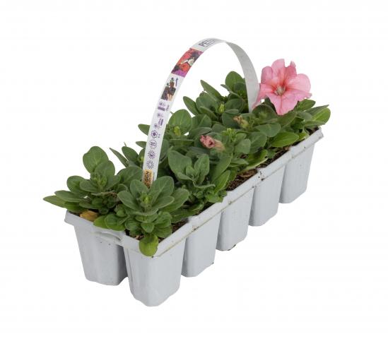 Разсад за цветя 10 броя, снимка 3 - Външни растения