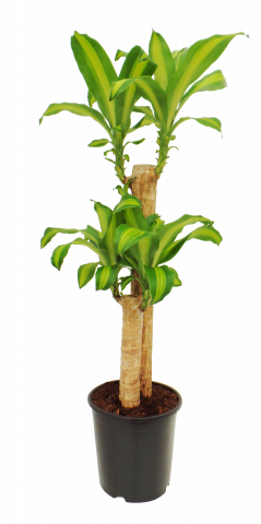 Драцена фрагранс Massangeana ф19, Н95 см, 2 стебла - Зеленолистни